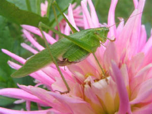 grasshopperondahlia.jpg